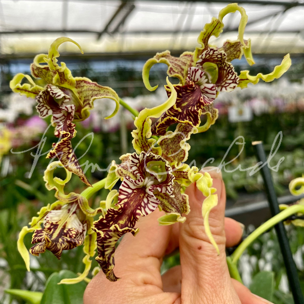 Den+spectabile+Palmer+Orchids+